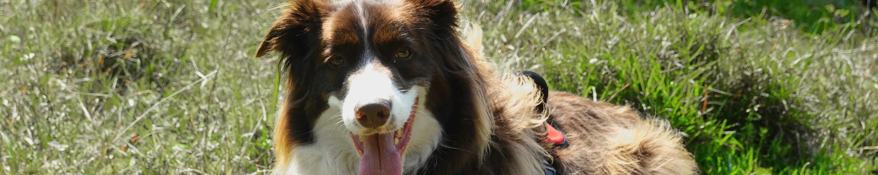 Veganes Hundefutter: Was die Studienlage wirklich hergibt