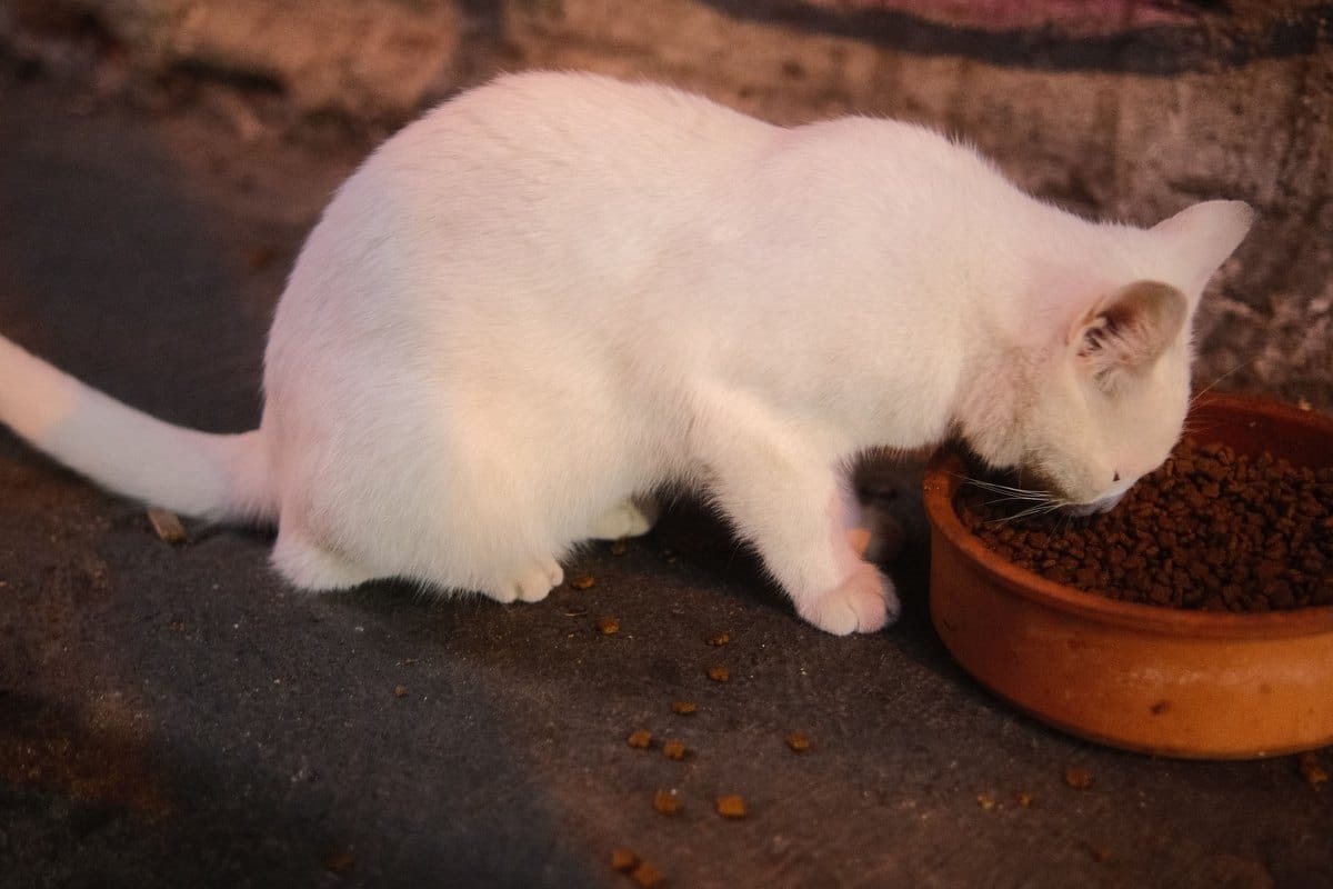 Weiße Katze frisst Trockenfutter aus einem Napf