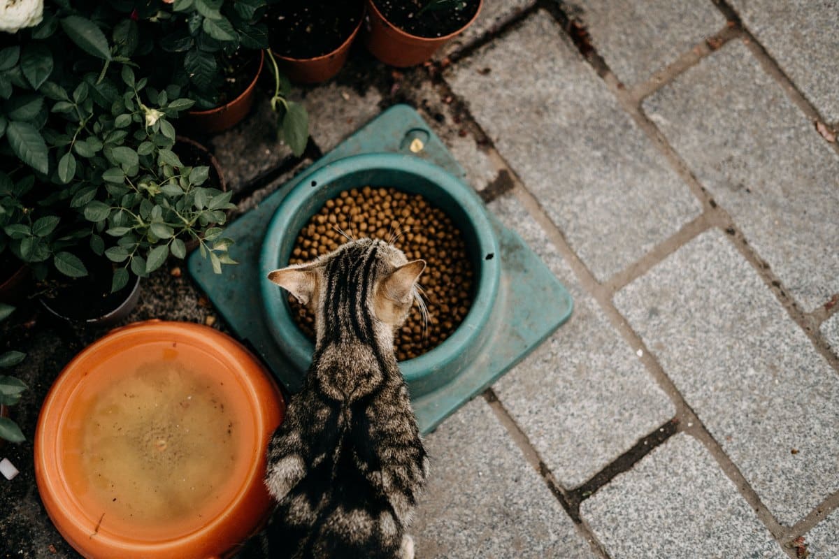 Getigerte Katze frisst aus einem Napf mit Trockenfutter