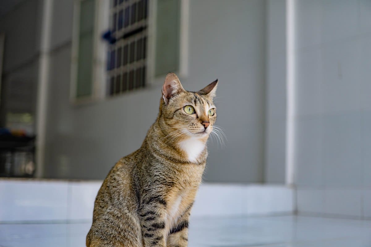 Getigerte Katze sitzt in einer Wohnung