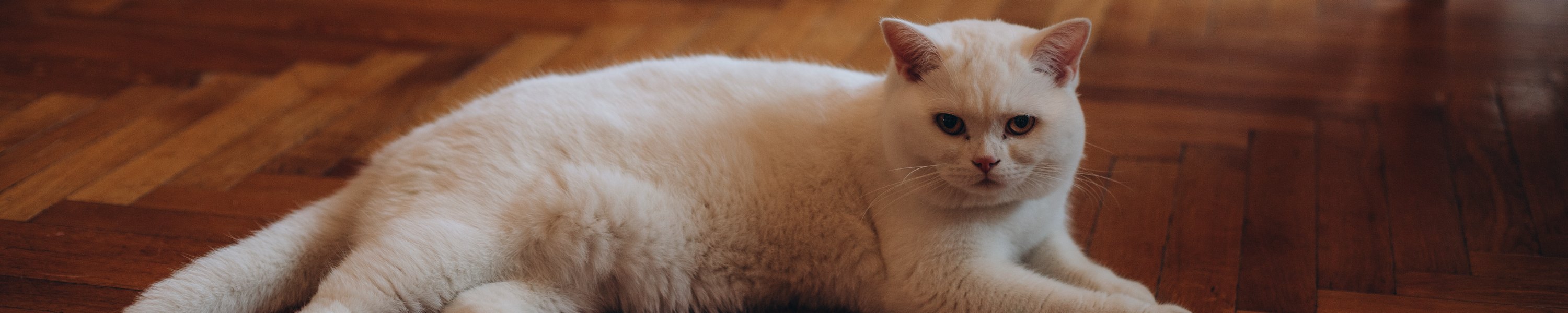 Was kostet eine Katze im Monat? Die Jahresrechnung 2026
