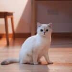 Was kostet eine Katze im Monat? Die Jahresrechnung 2026