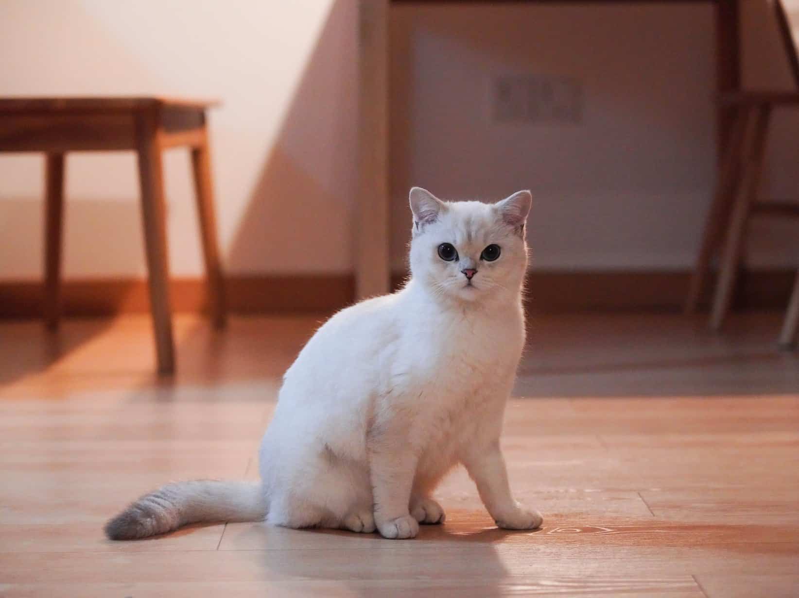 Was kostet eine Katze im Monat? Die Jahresrechnung 2026