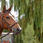 West-Nil-Virus beim Pferd: Risiko in Österreich, Symptome, Impfung