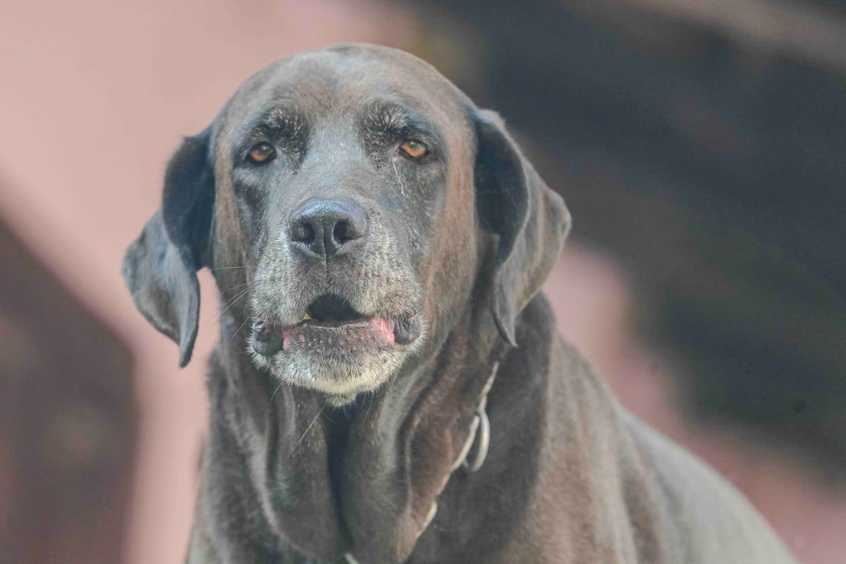 Betagter brauner Labrador Retriever mit ergrauter Schnauze
