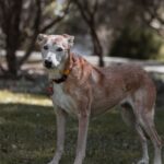 Wie alt werden Hunde? Lebenserwartung nach Rasse und Größe