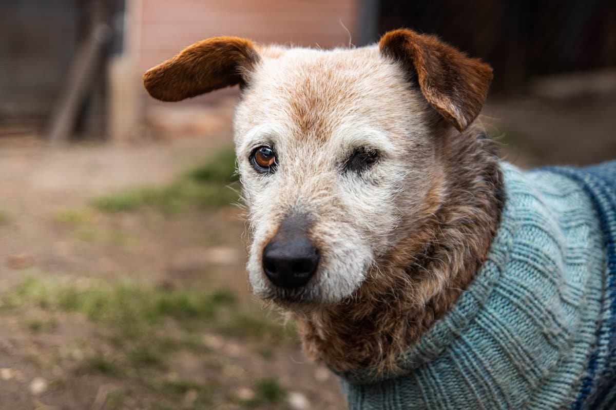 Seniorhund mit grauem Gesicht trägt einen Strickpullover
