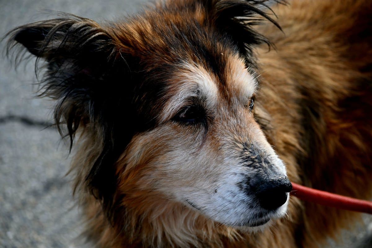 Älterer Mischlingshund mit grauem Fell an der Schnauze im Profil