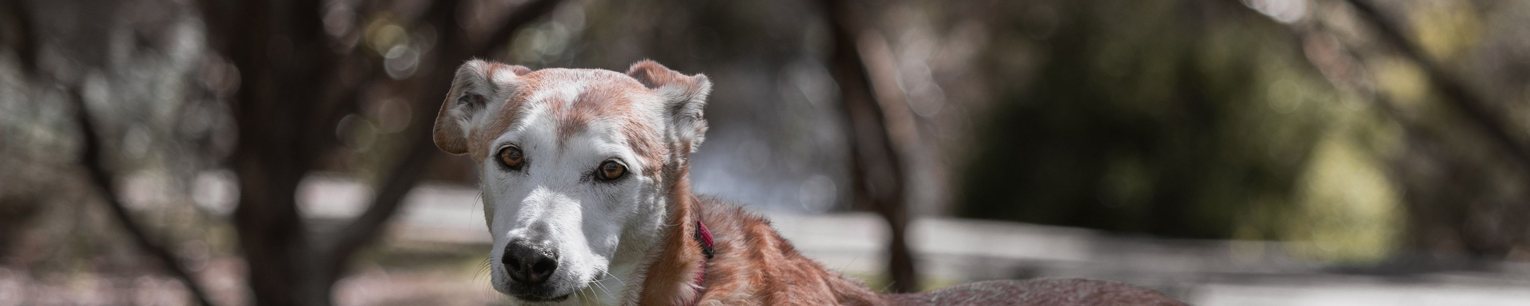 Wie alt werden Hunde? Lebenserwartung nach Rasse und Größe