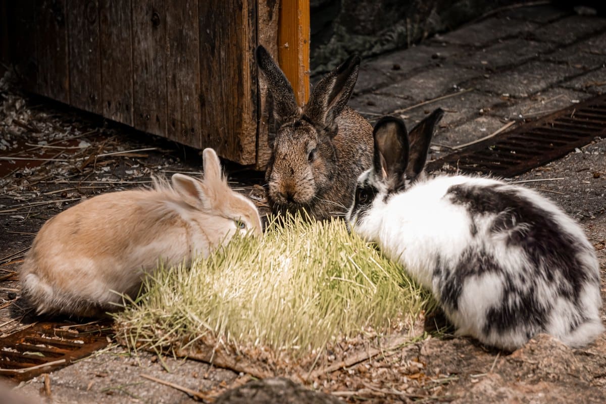Drei Kaninchen fressen frisches Gras vor ihrem Stall