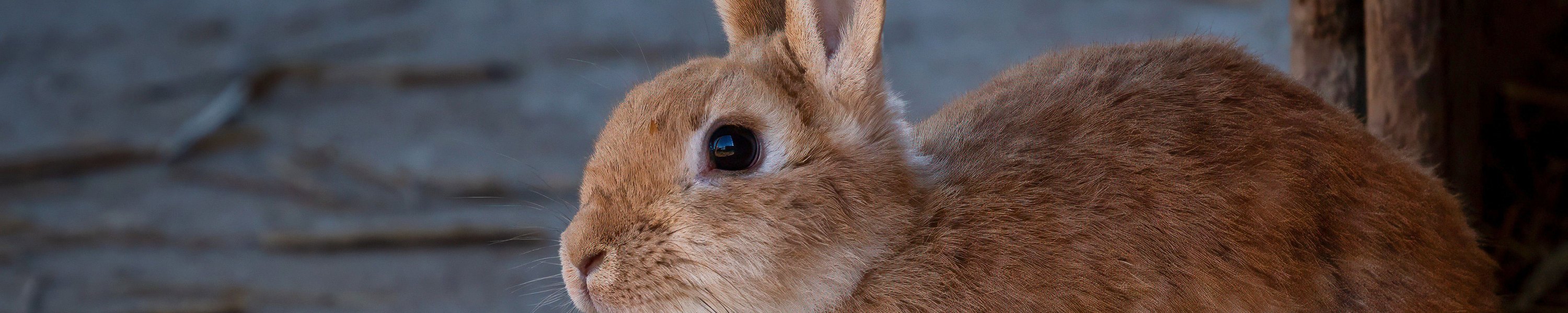 Wie alt werden Kaninchen? Lebenserwartung und was sie verlängert