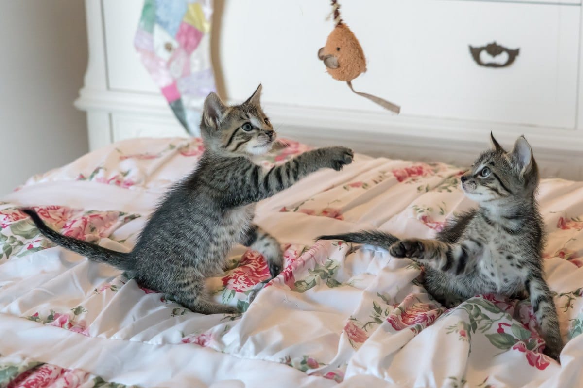 Zwei junge getigerte Kätzchen spielen auf dem Bett