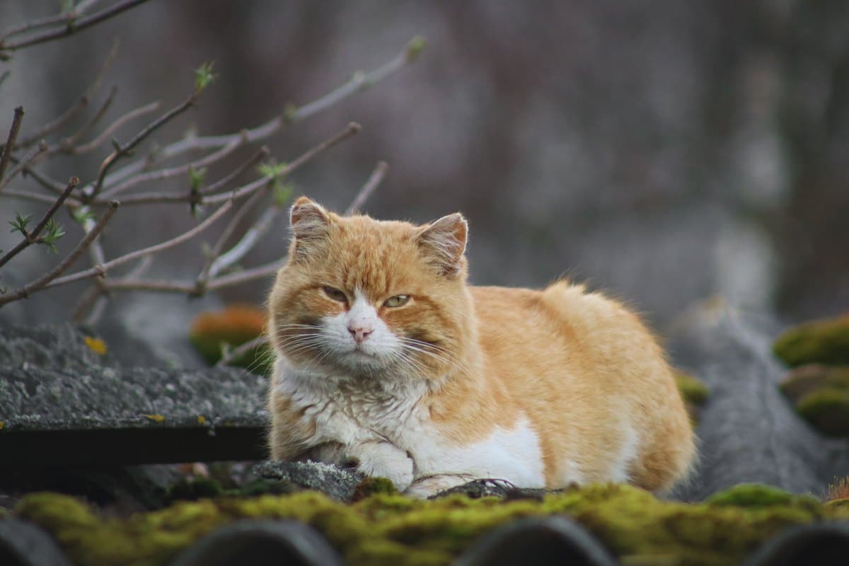 Ältere rot-weiße Katze ruht im Freien