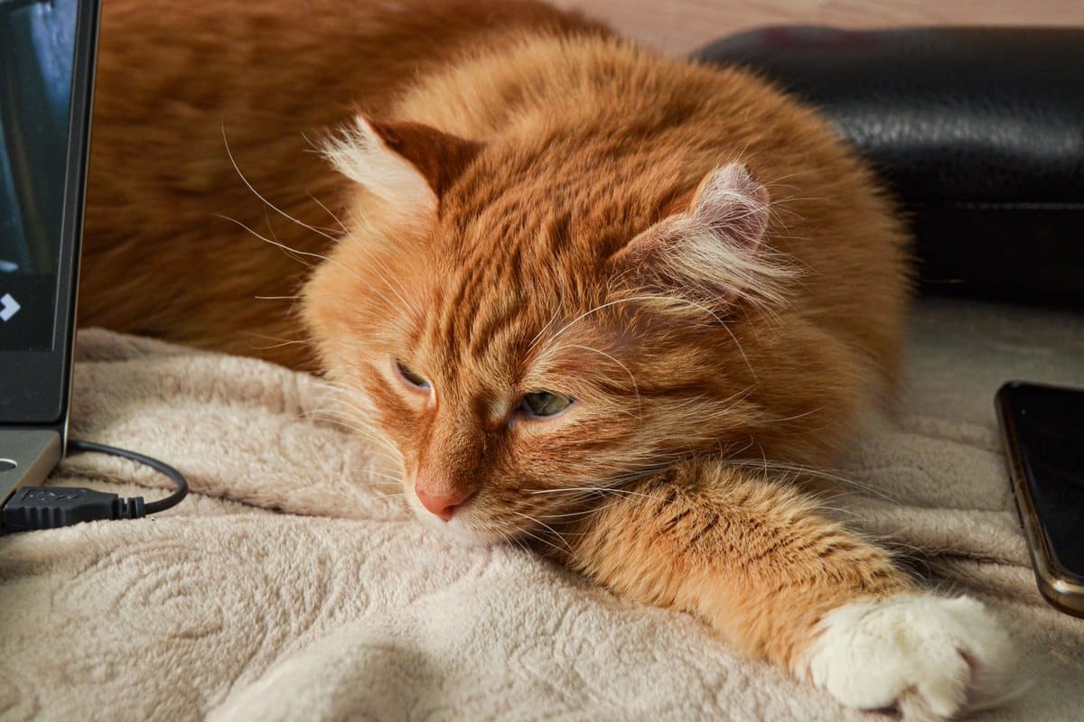 Rote Langhaarkatze döst auf einer Decke