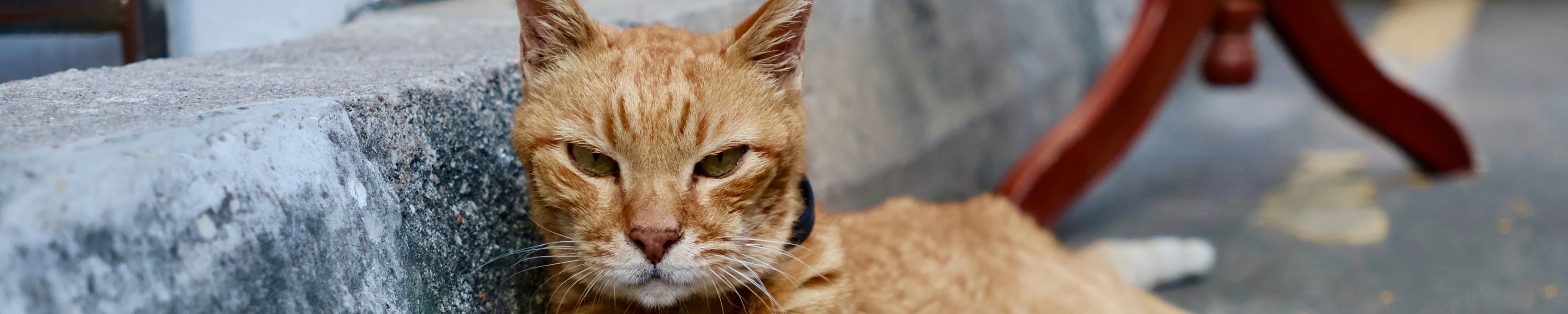 Wie alt werden Katzen? Lebenserwartung von Wohnungskatze und Freigänger