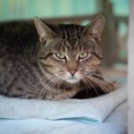 Wie alt werden Katzen? Lebenserwartung von Wohnungskatze und Freigänger