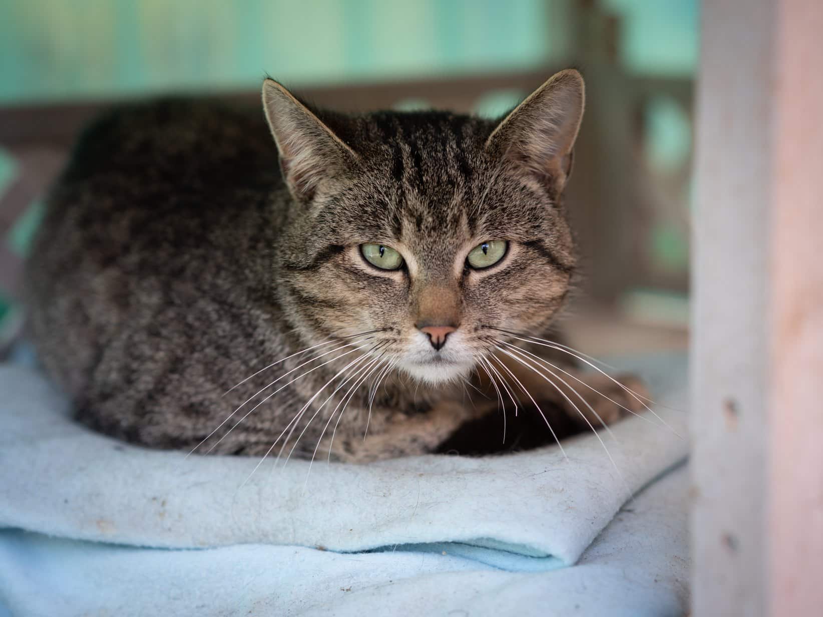 Wie alt werden Katzen? Lebenserwartung von Wohnungskatze und Freigänger