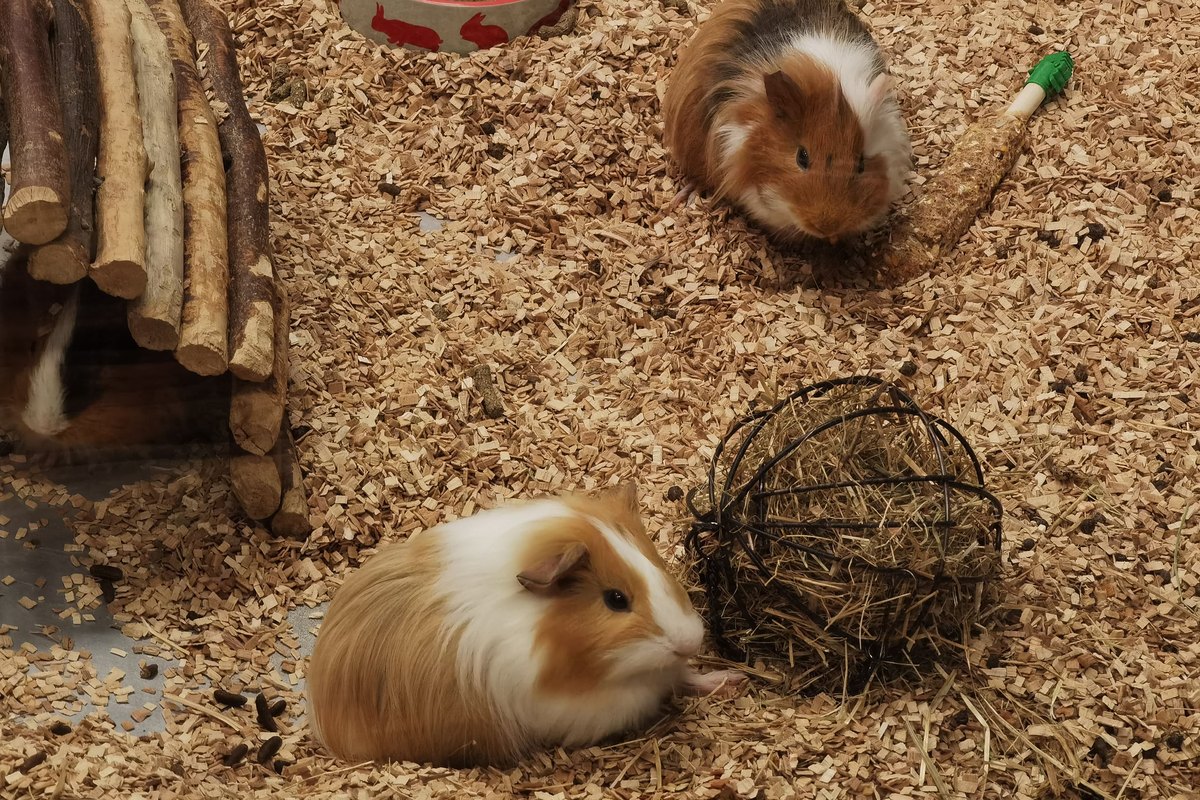 Zwei Meerschweinchen im Gehege mit Holzunterschlupf und Einstreu