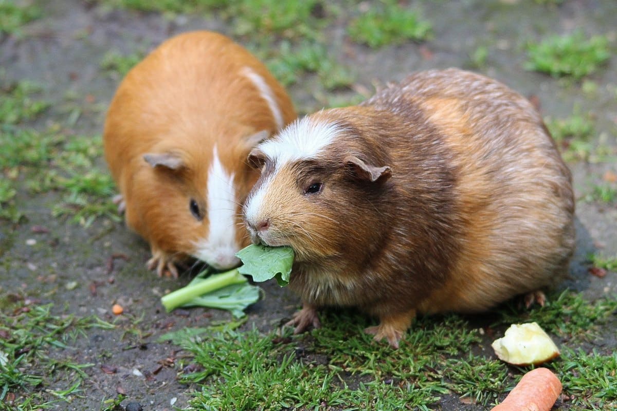 Zwei Meerschweinchen fressen gemeinsam frisches Grün im Freien