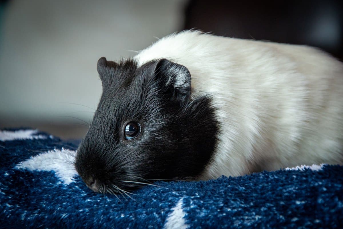 Schwarz-weißes Meerschweinchen ruht auf einer weichen Decke
