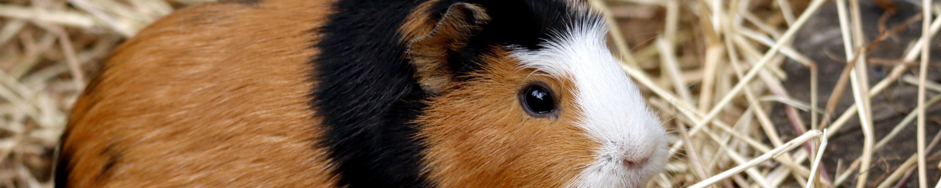 Wie alt werden Meerschweinchen?